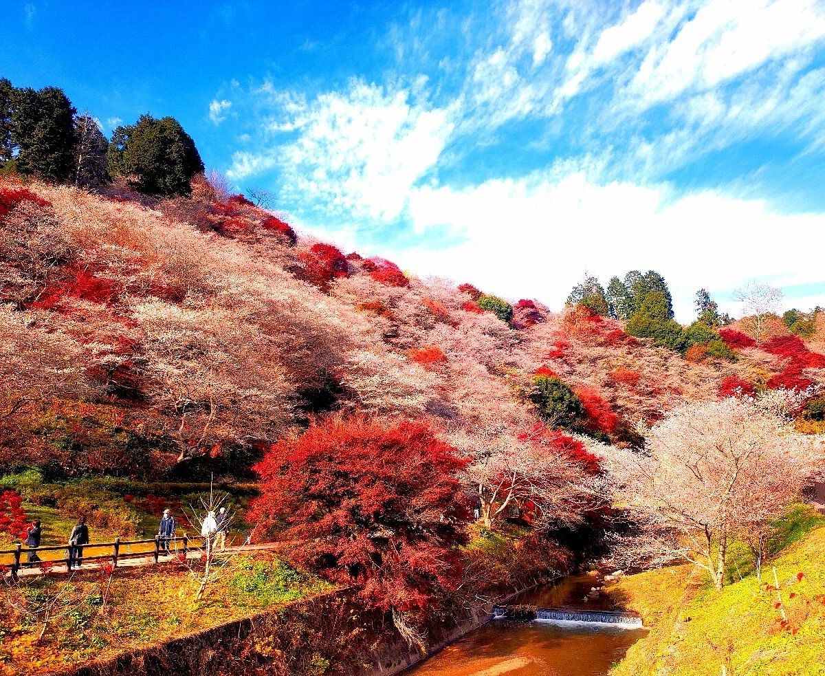 🌸 오바라 교류 공원(오바라 후레아이 코엔) 이미지 1